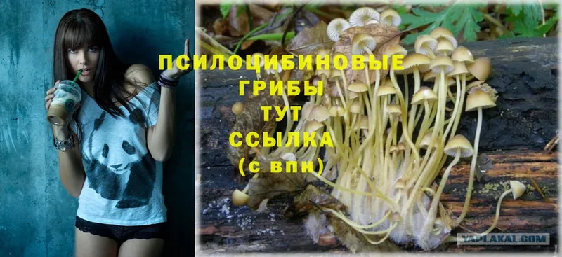 цена   Ак-Довурак  Псилоцибиновые грибы Psilocybe 